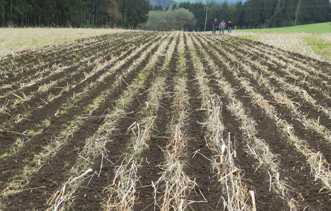 Kultistrip_body_image