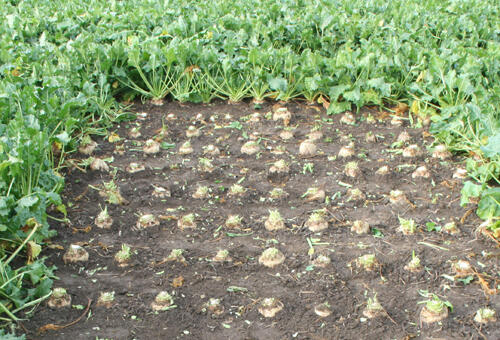 Sugar beet field emergence